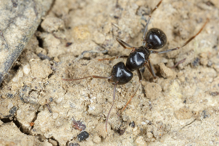 Lasius_fuliginosus_queen.jpg