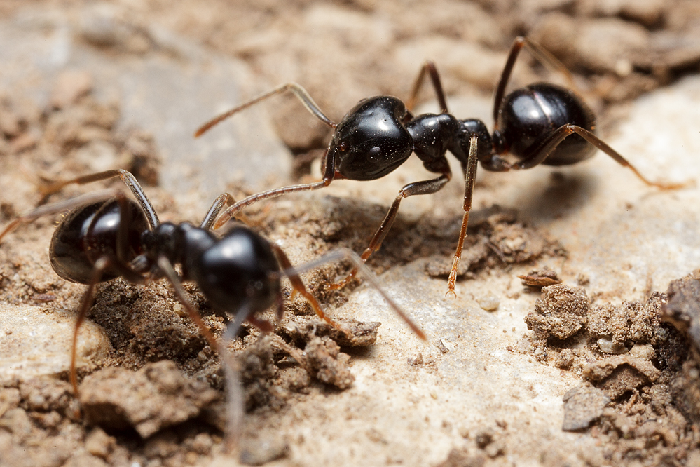 Lasius-fuliginosus-1.jpg