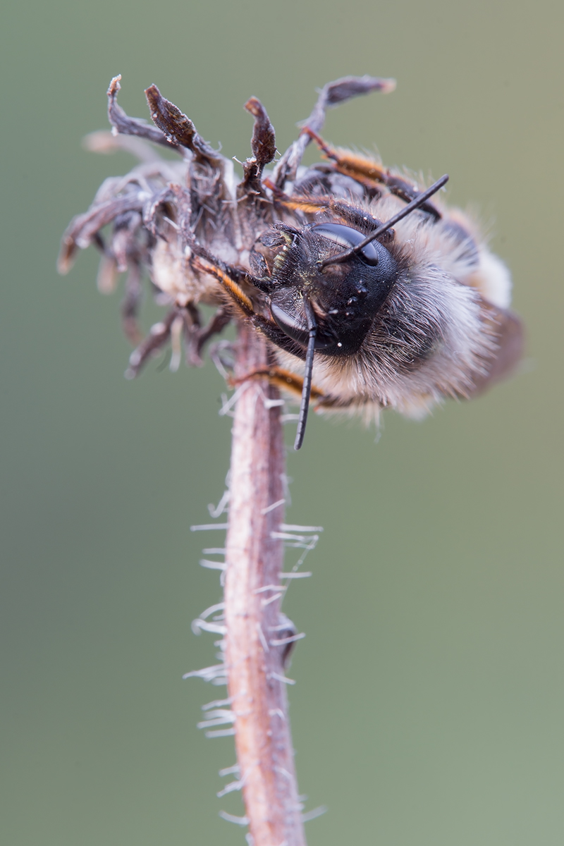 osmia_bicornis3_145.jpg