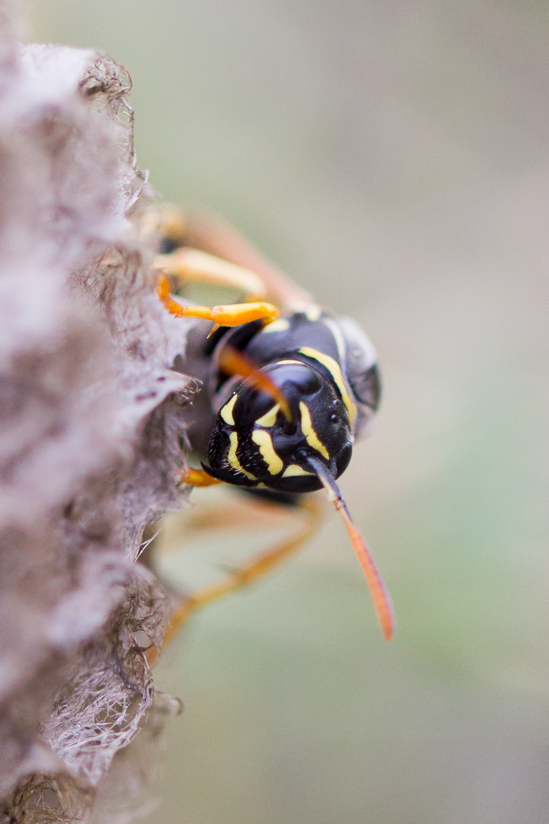 bea_f_z_7886_Polistes_nimpha_Heide-Feldwespe.jpg