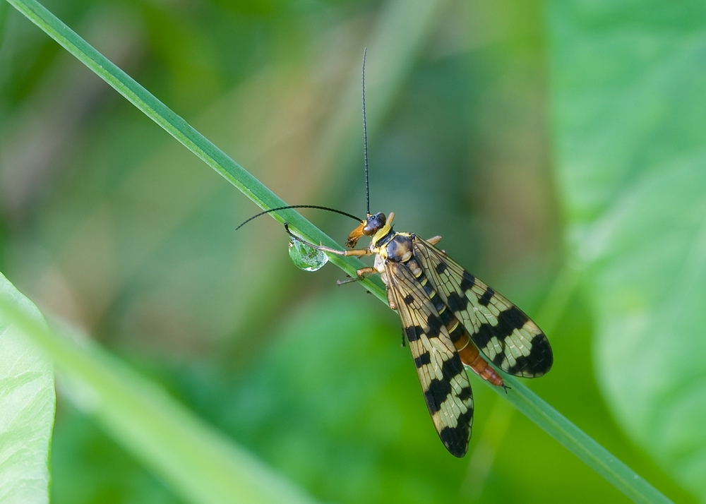 compscorpionfliegenweibchen_1_153.jpg