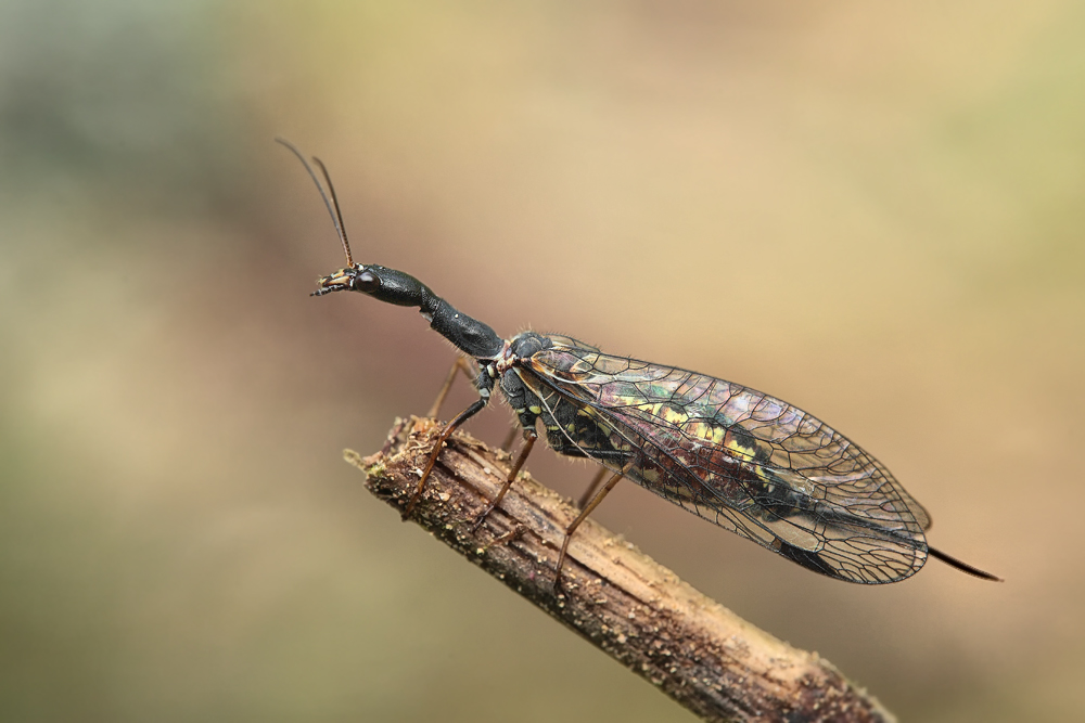 Phaeostigma_notata_Kamelhalsfliege_NetzflÃ¼gler_GroÃŸwendern_Juni_2011x_005.jpg