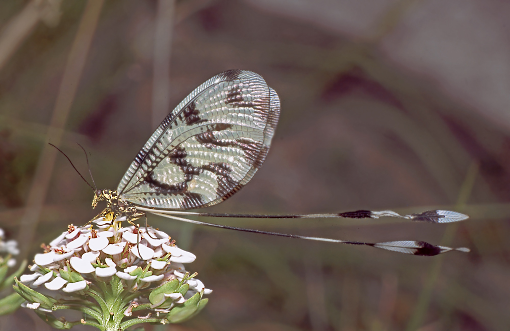 Nemoptera_sinuata_Nestos_01.jpg