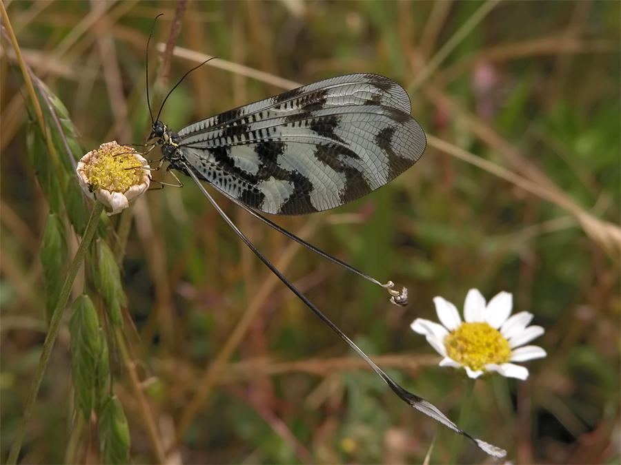 nempotera_sinuata2_156.jpg