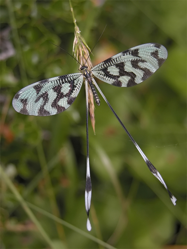 nempotera_sinuata_295.jpg