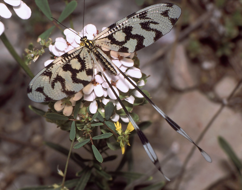 Nemoptera_sinuata_Nestos_02.jpg