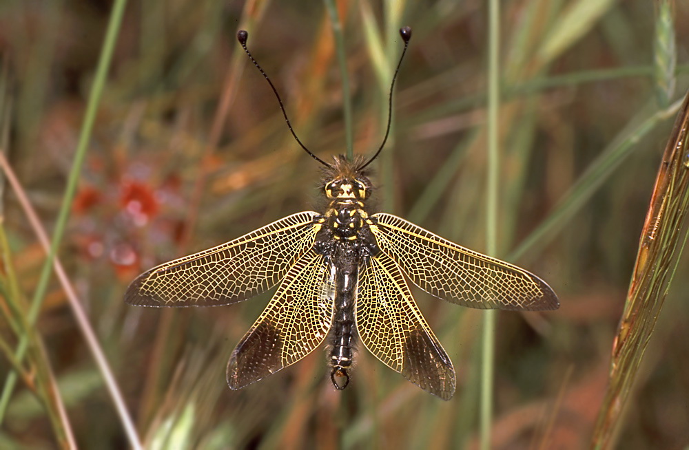 Libelloides_ictericus_-_Mallorca_02.jpg