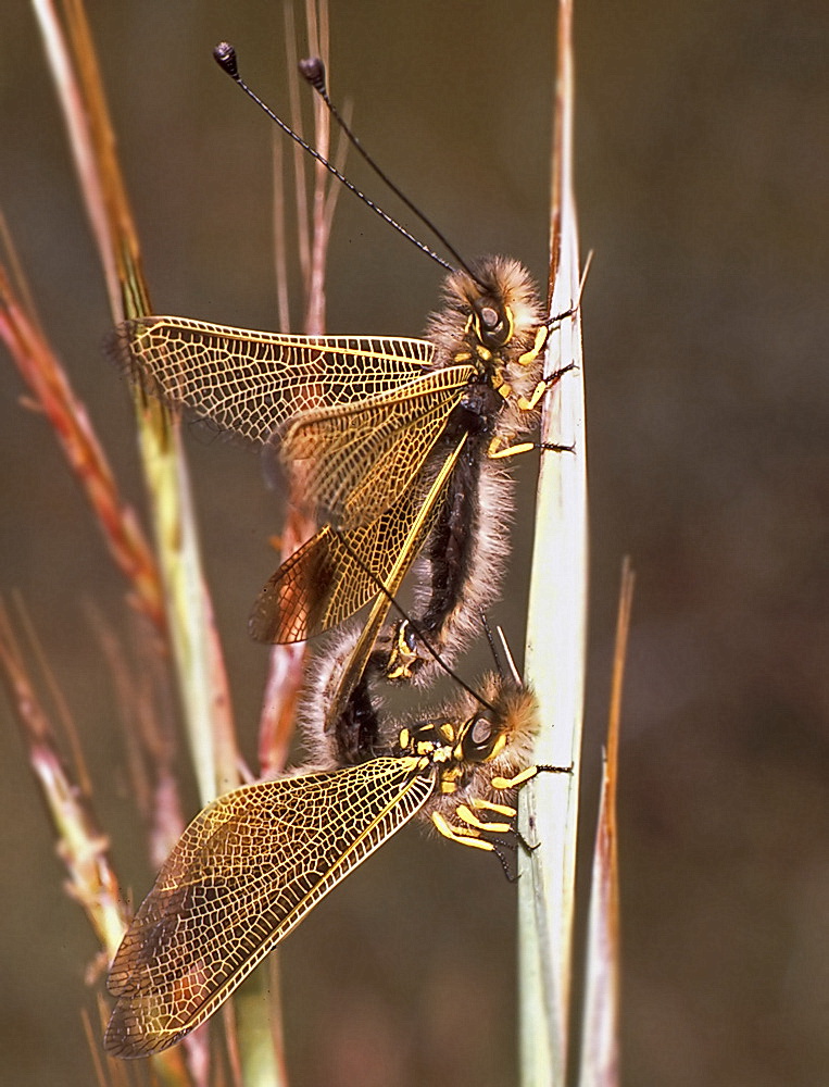 Libelloides_ictericus_-_Mallorca_03.jpg