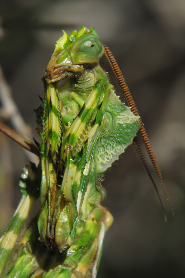 blepharopsis_mendica_5_725.jpg