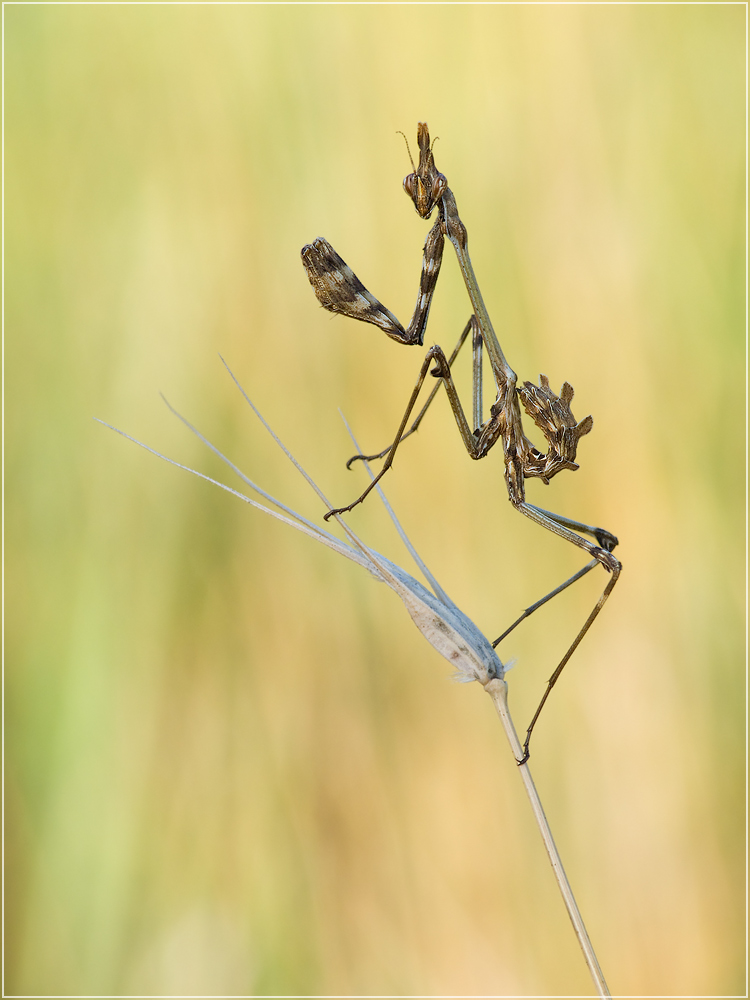 hauben_fangschrecke__empusa_pennata_01_190.jpg