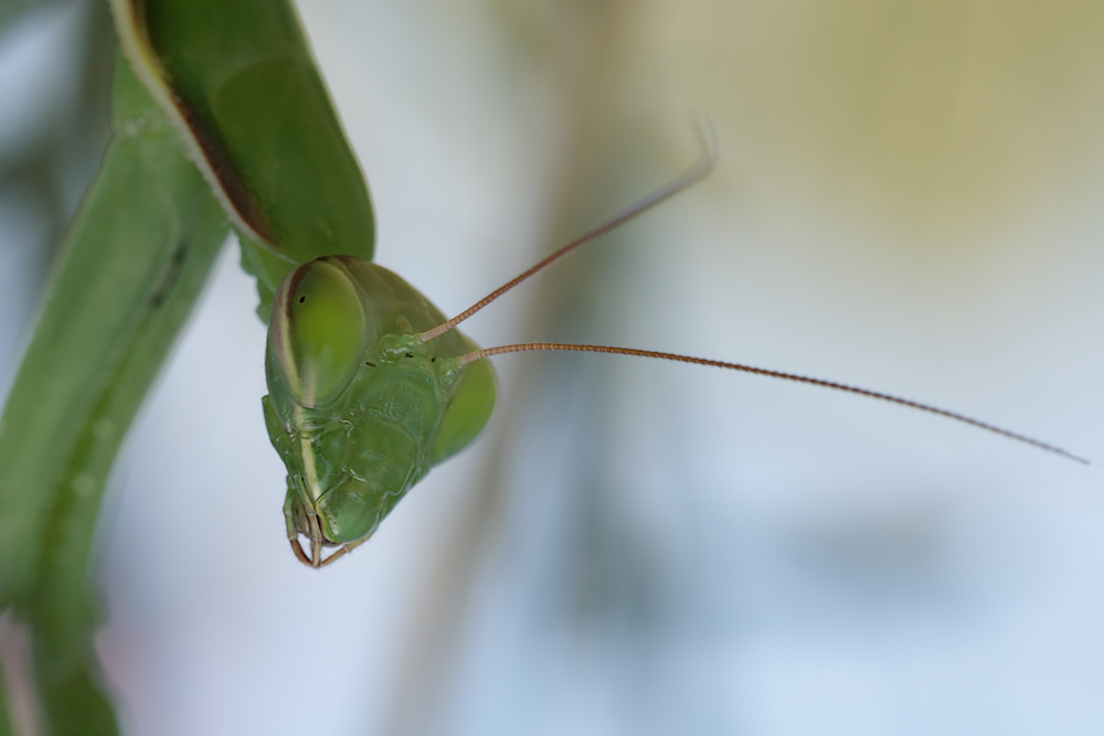 mantis_portrait_6722_590.jpg