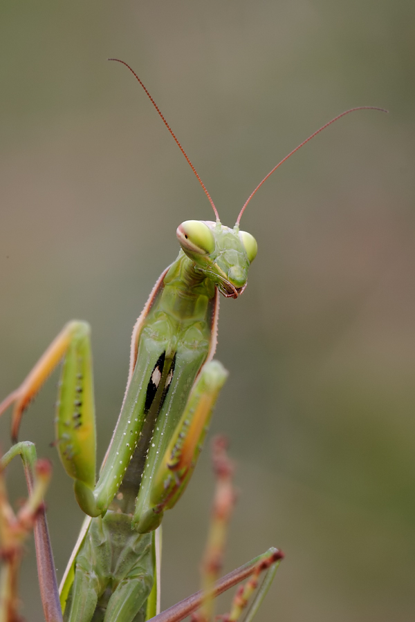 img_3122_m_f_mantis_detail_853.jpg