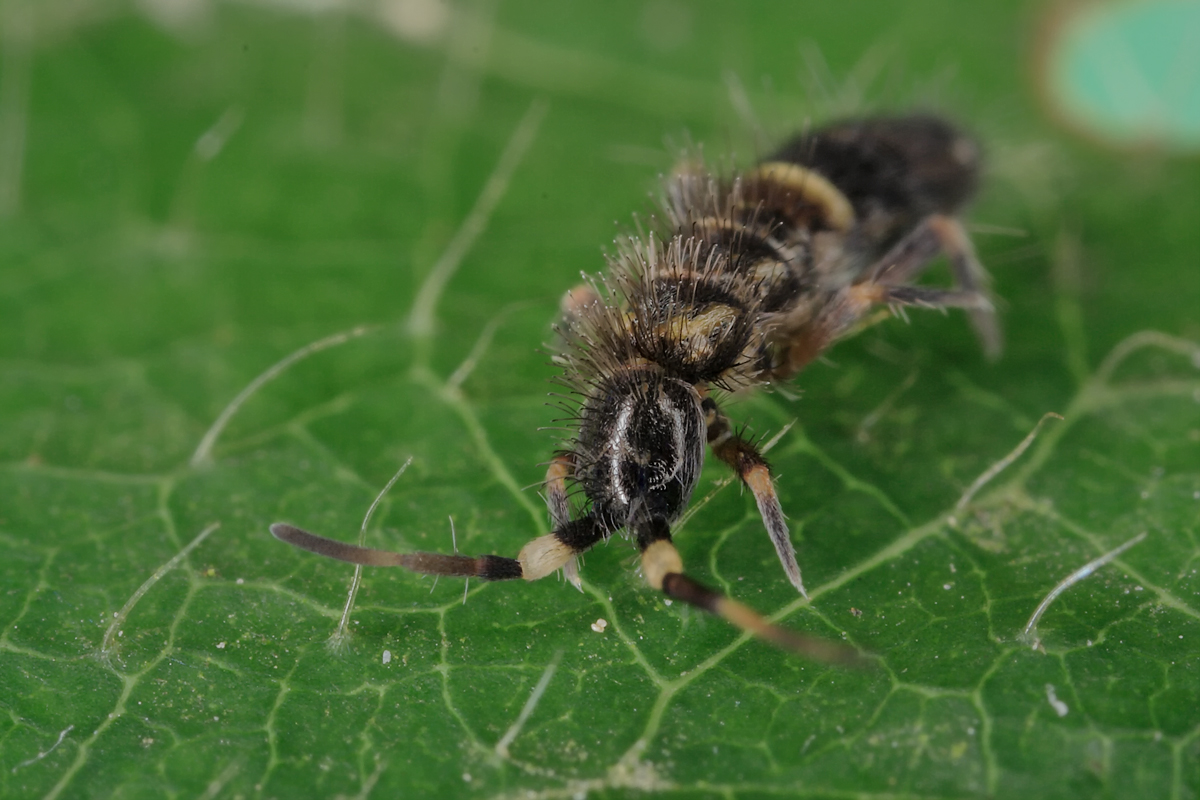 Orchesella_cf_cincta_oder_flavescens_32.jpg