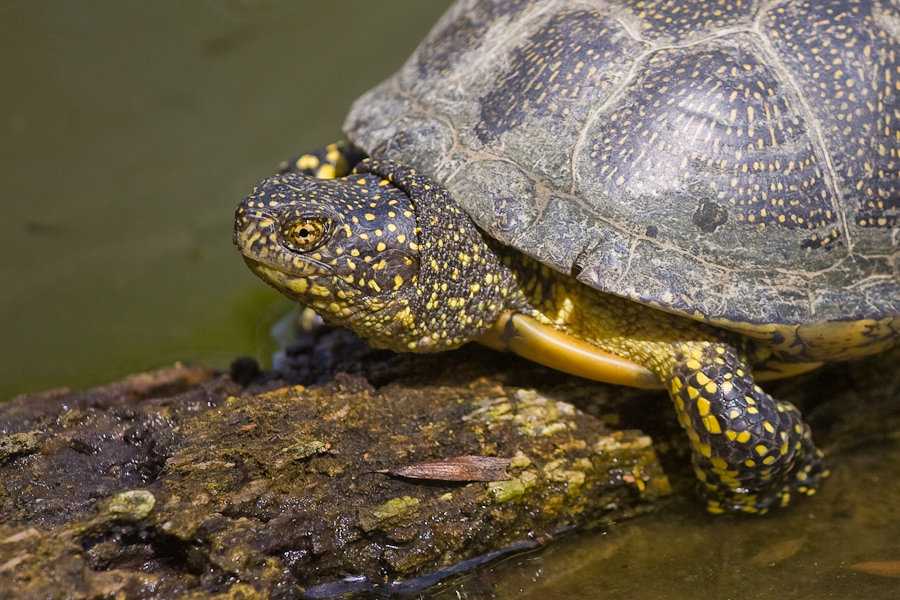 sumpfschildkroete_200.jpg