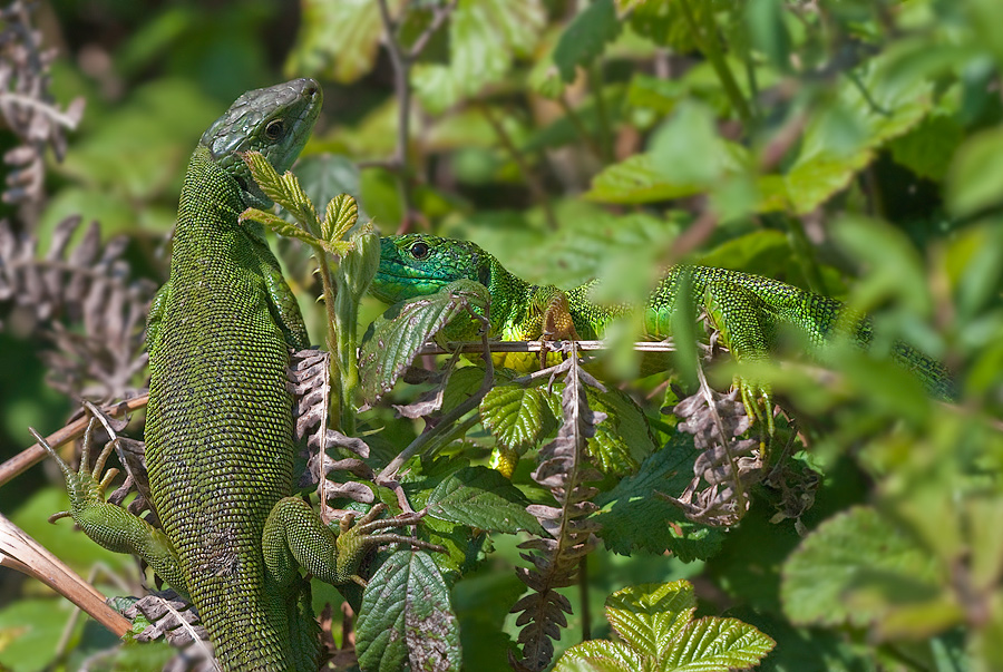 westliche_smaragdeidechse_lacerta_bilineata02_202.jpg