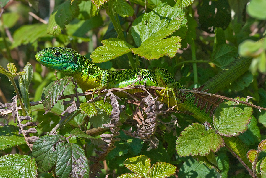 westliche_smaragdeidechse_lacerta_bilineata01_161.jpg