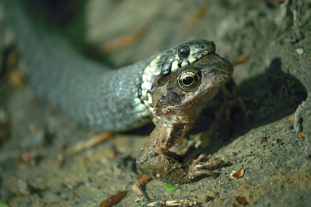 img_6626_ringelnatter_verschlingt_waldfrosch_424.jpg