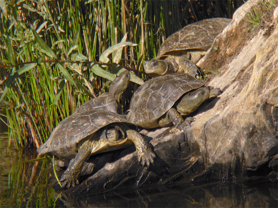 Maurische_Bachschildkroete.jpg