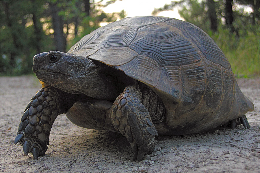 Maurische_LandschildkrÃ¶te.jpg