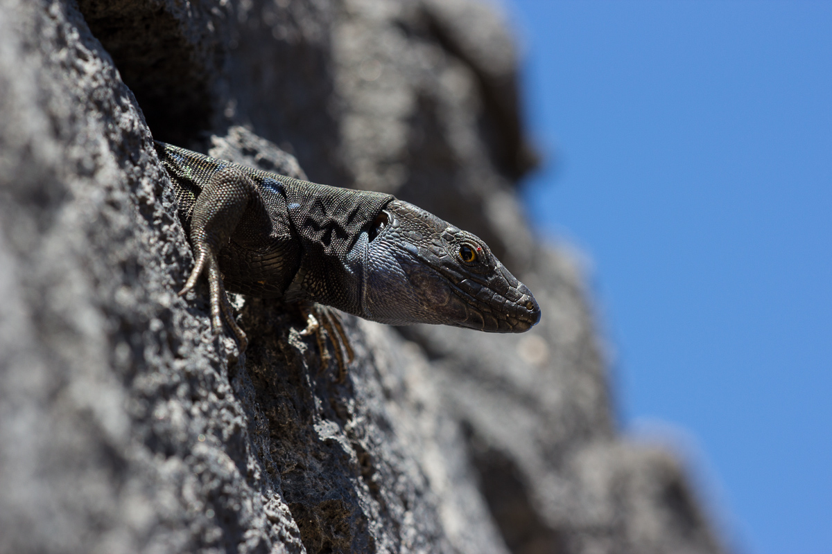 la_palma_2015_35_141.jpg