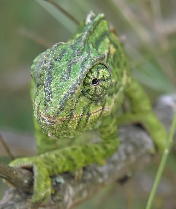 chamaeleon_2_495.jpg