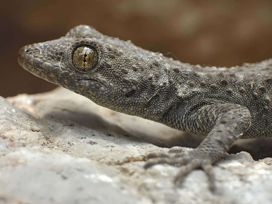 Ã„gÃ¤ischer_Bogenfingergecko2.jpg