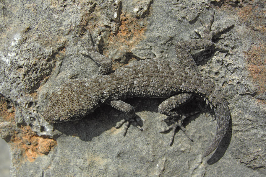 Ã„gÃ¤ischer_Bogenfingergecko.jpg