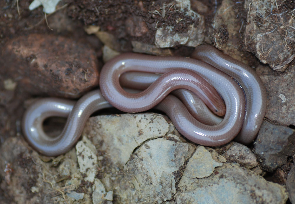 1wurmschlange_typhlops_ver_169.jpg