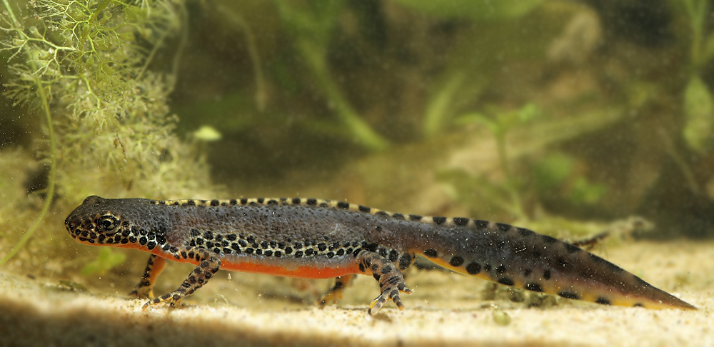 triturus_alpestris_2_web_301.jpg