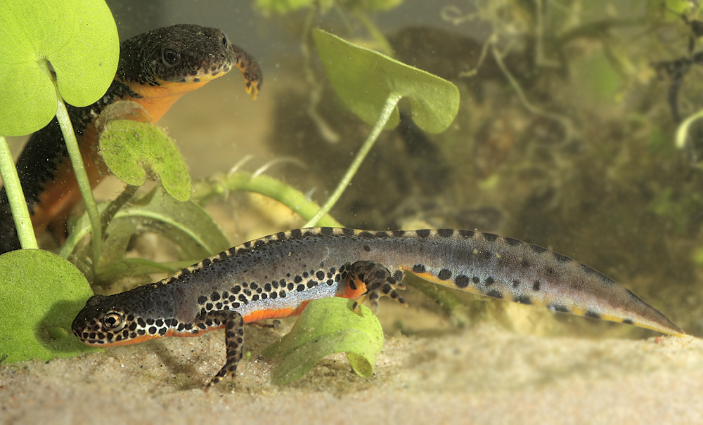 triturus_alpestris_4_web_146.jpg