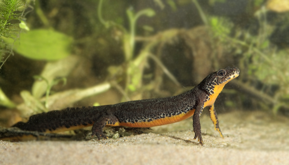 triturus_alpestris_3_web_107.jpg