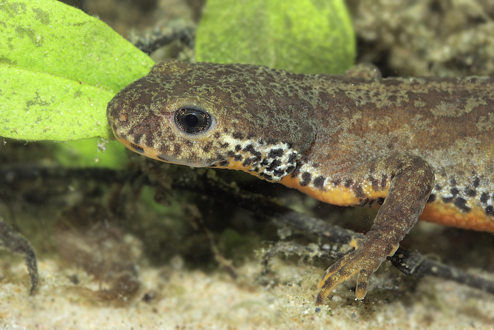 triturus_alpestris_5_web_649.jpg