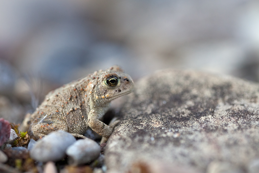 20110830_bufo_calamita__kreuzkroete_169.jpg