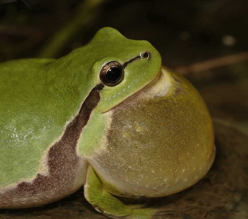 buchwaldjuni07laubfrosch5_223.jpg