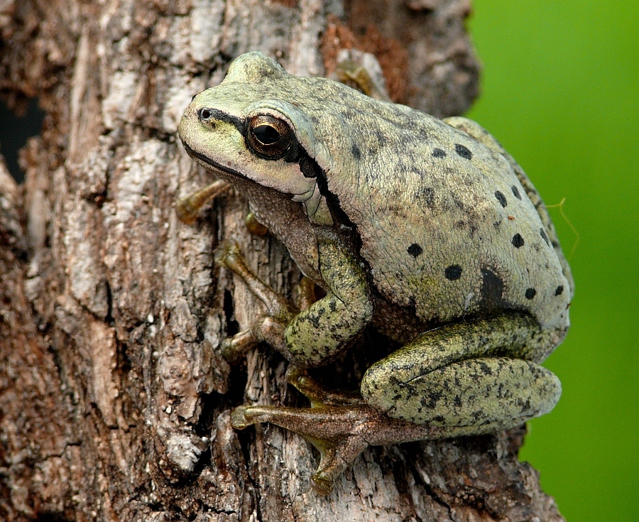 aubfrosch_farbvarianten_10_passig_gemacht_203.jpg