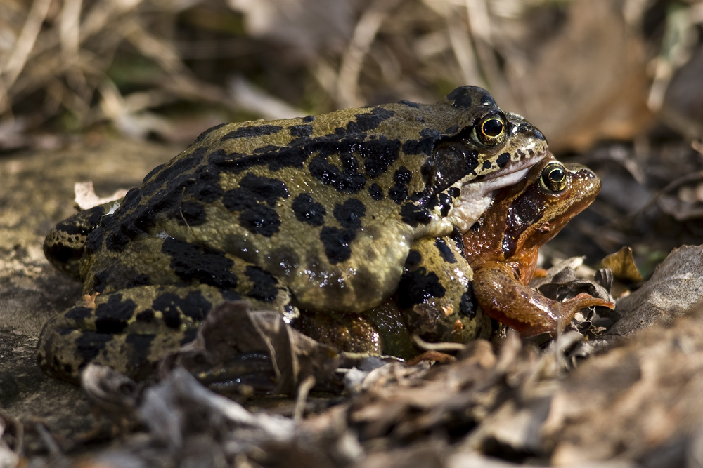 _mg_003328_grasfroschpaarung_206.jpg