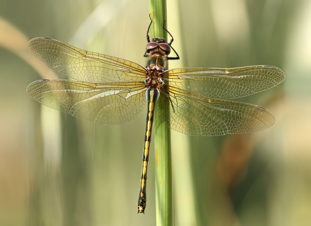 Oxygastra curtisii_w_IMG_4471a.jpg