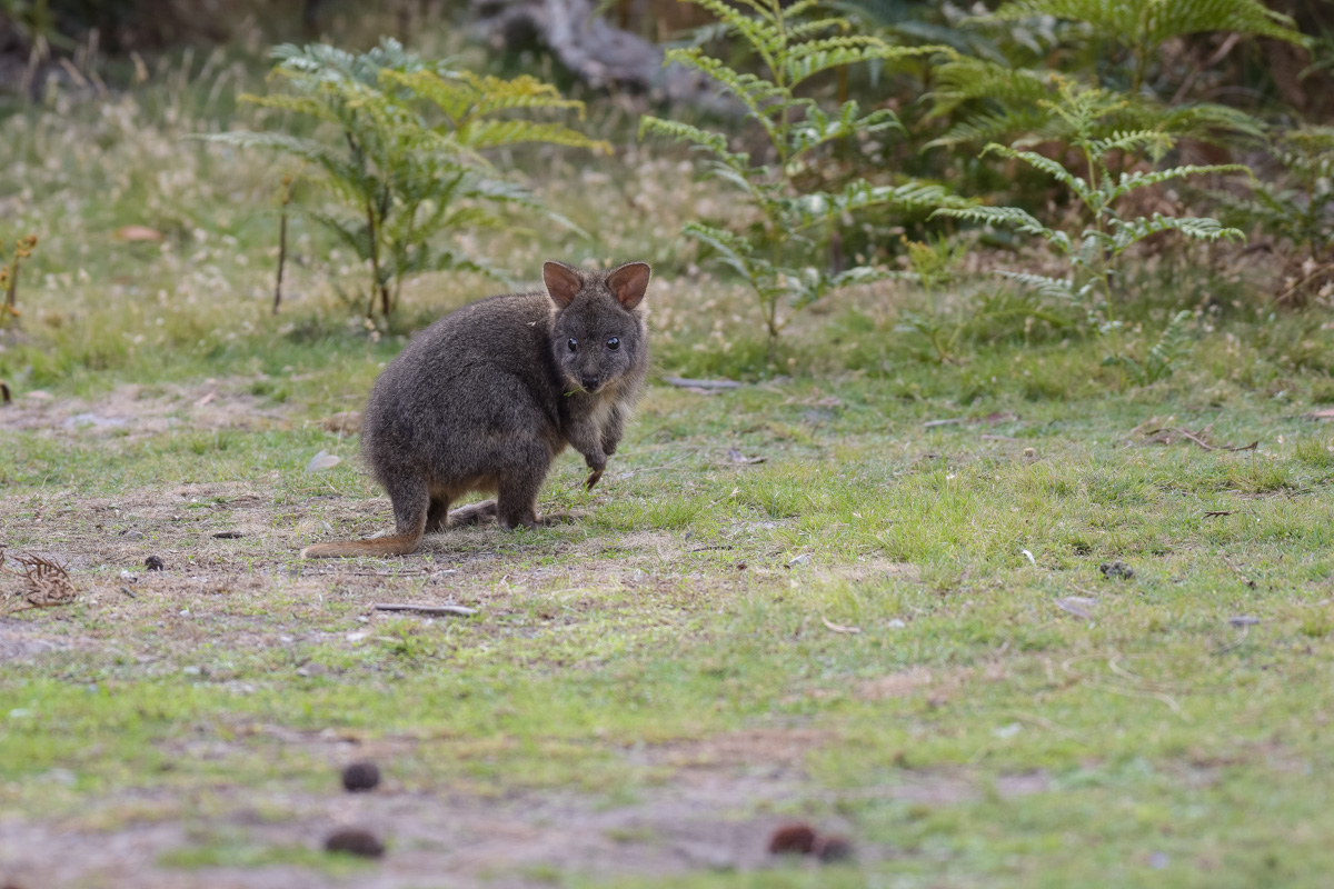 Pademelon-5754.jpg