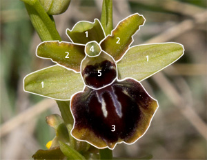 bluetenaufbau_ophrys.jpg