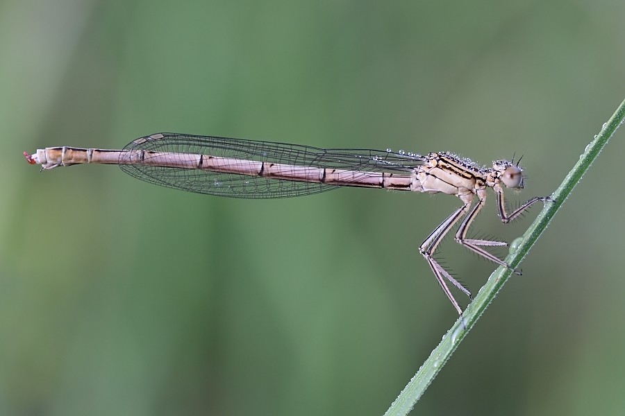 IMG_7990Libelle++_filtered.jpg