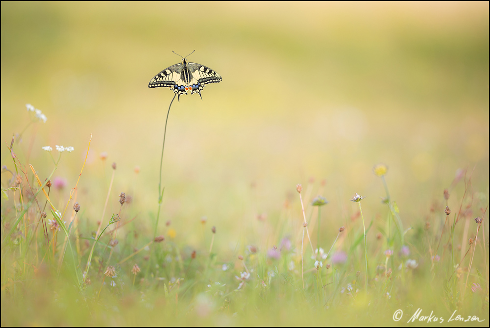 Schwalbenschwanz in seinem Habitat - ML_05325_20170722.jpg