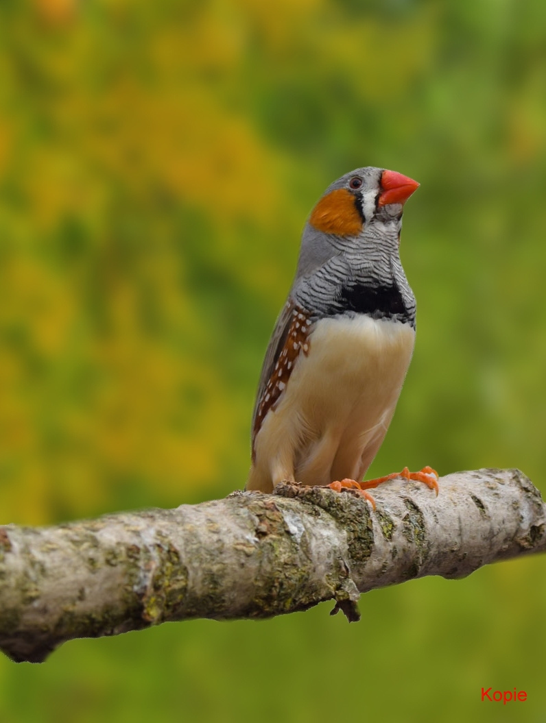 2016_02060017 %282%29 (1).jpg