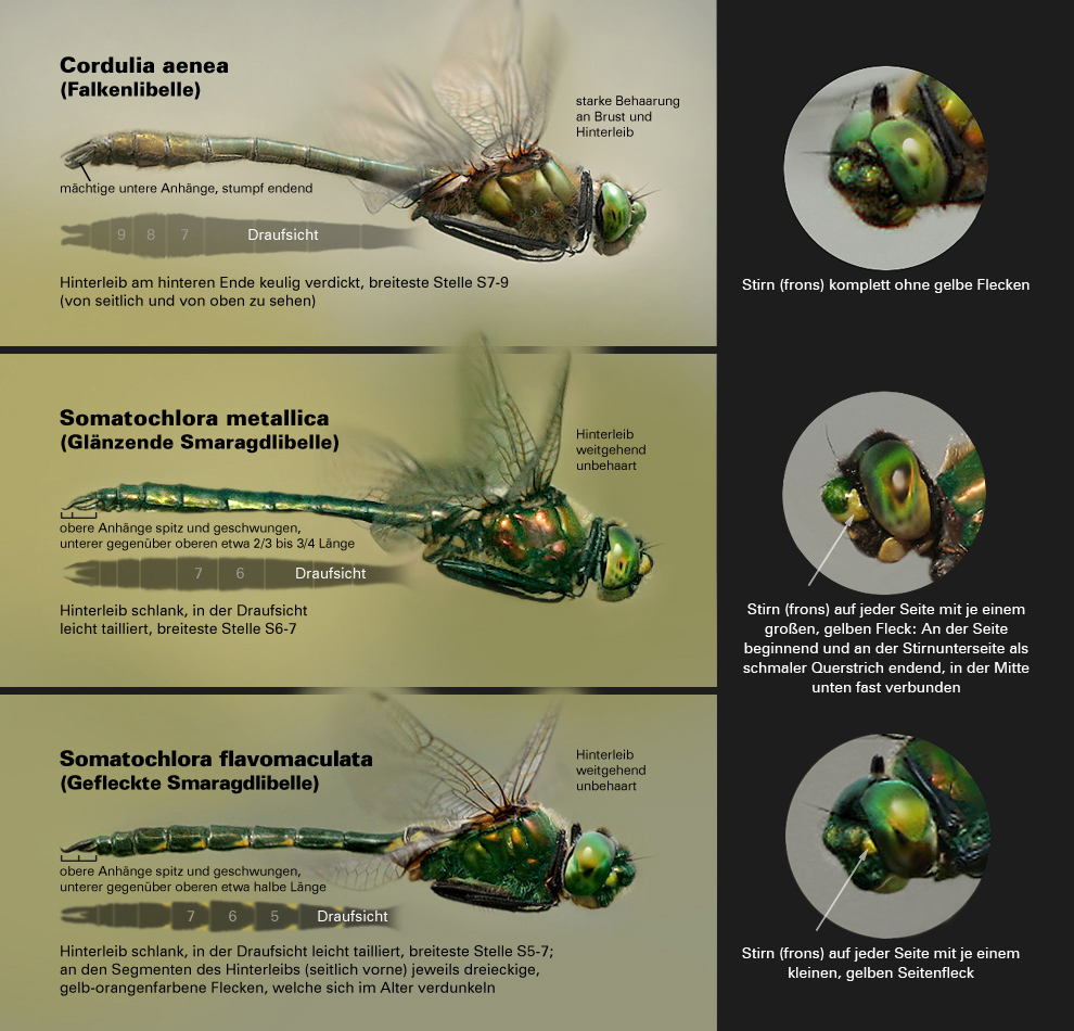3_Falkenlibellenarten_Unterscheidungsgrafik.jpg