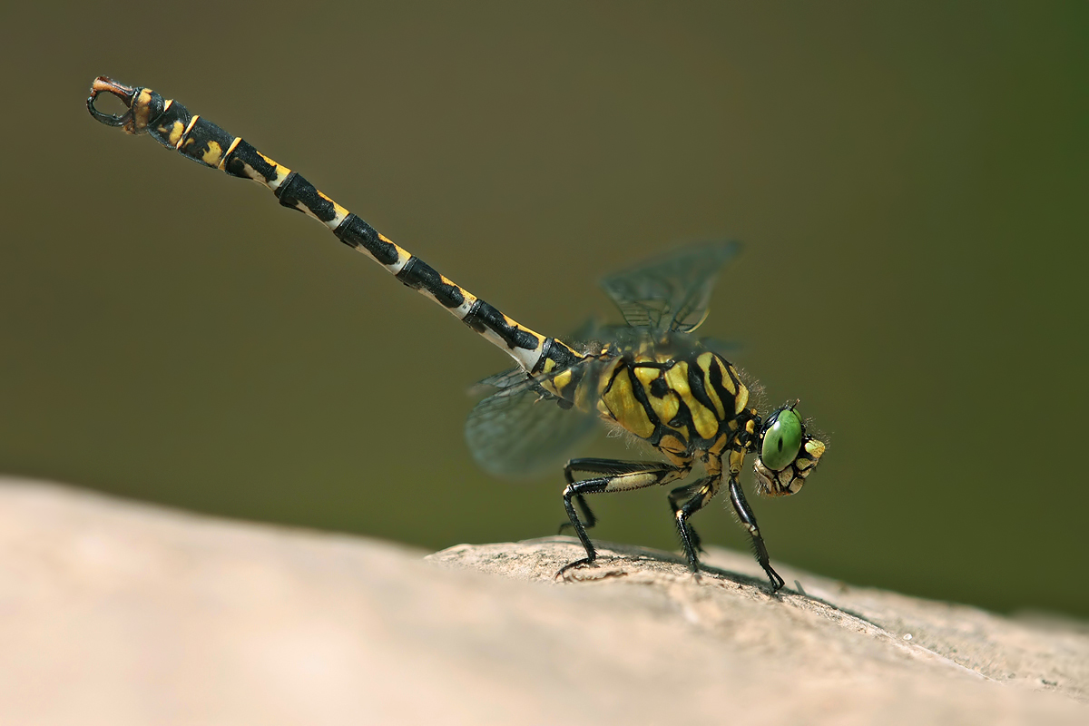 Onychogomphus forcipatus_m_IMG_0569b.jpg