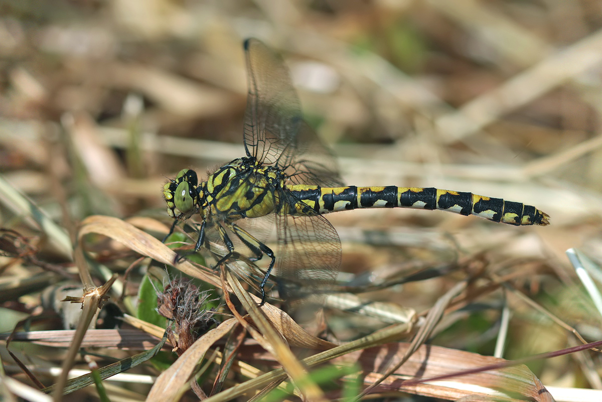 Onychogomphus forcipatus_w_IMG_2812.jpg