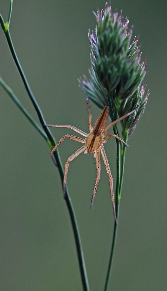 Spinne zwischen Halmen_filtered.jpg