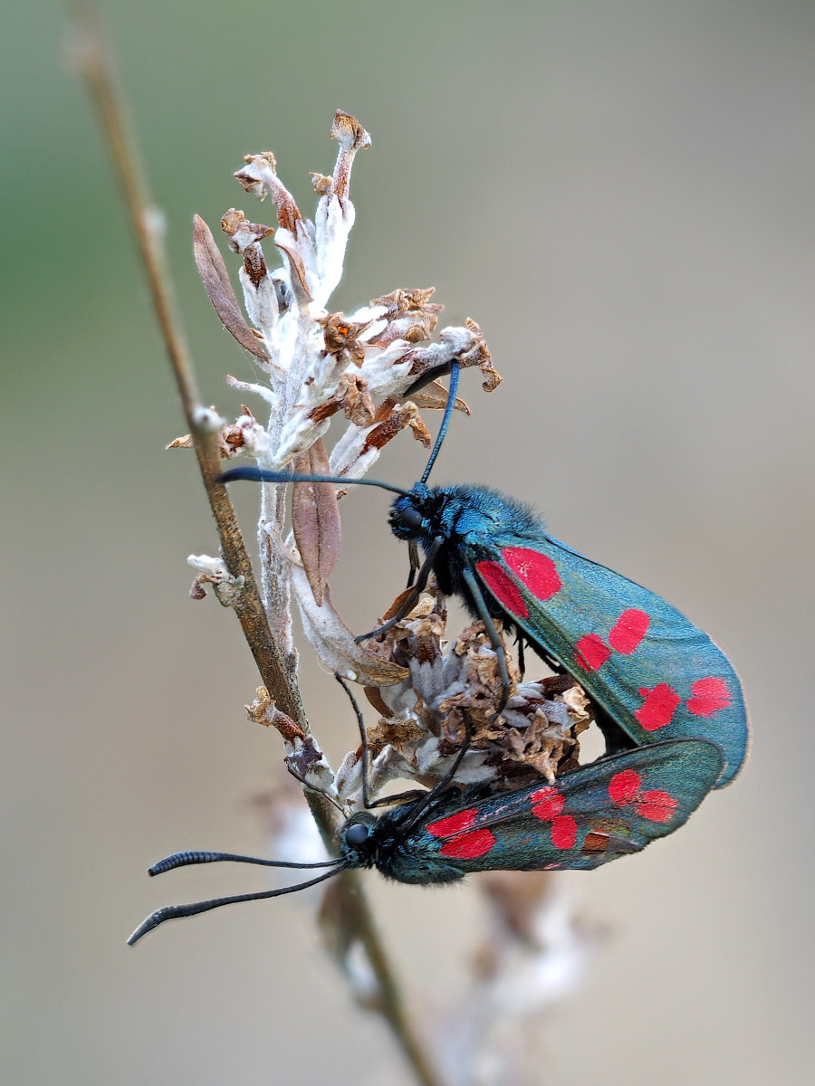 M1100847_2017-07-10_Sechsfleckwidderchen_auf_Kaskaden-Sommerflieder_Focus-Stacking_MF.JPG