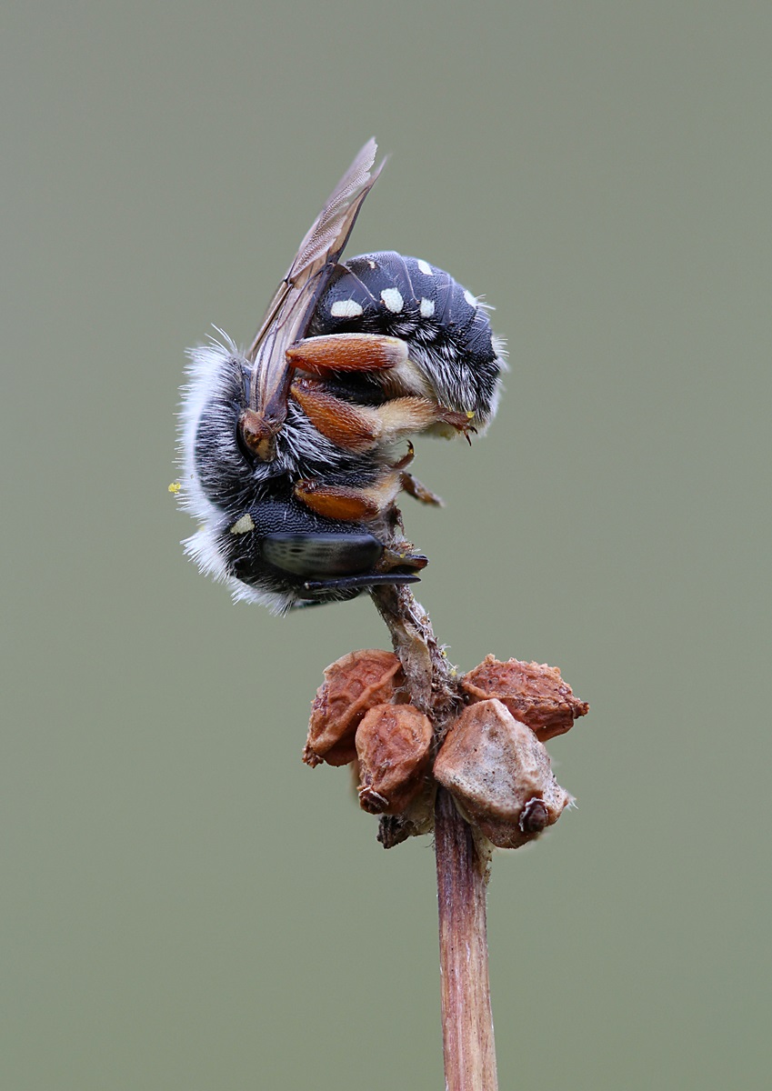 Epeolus variegatus  Filzbiene.jpg