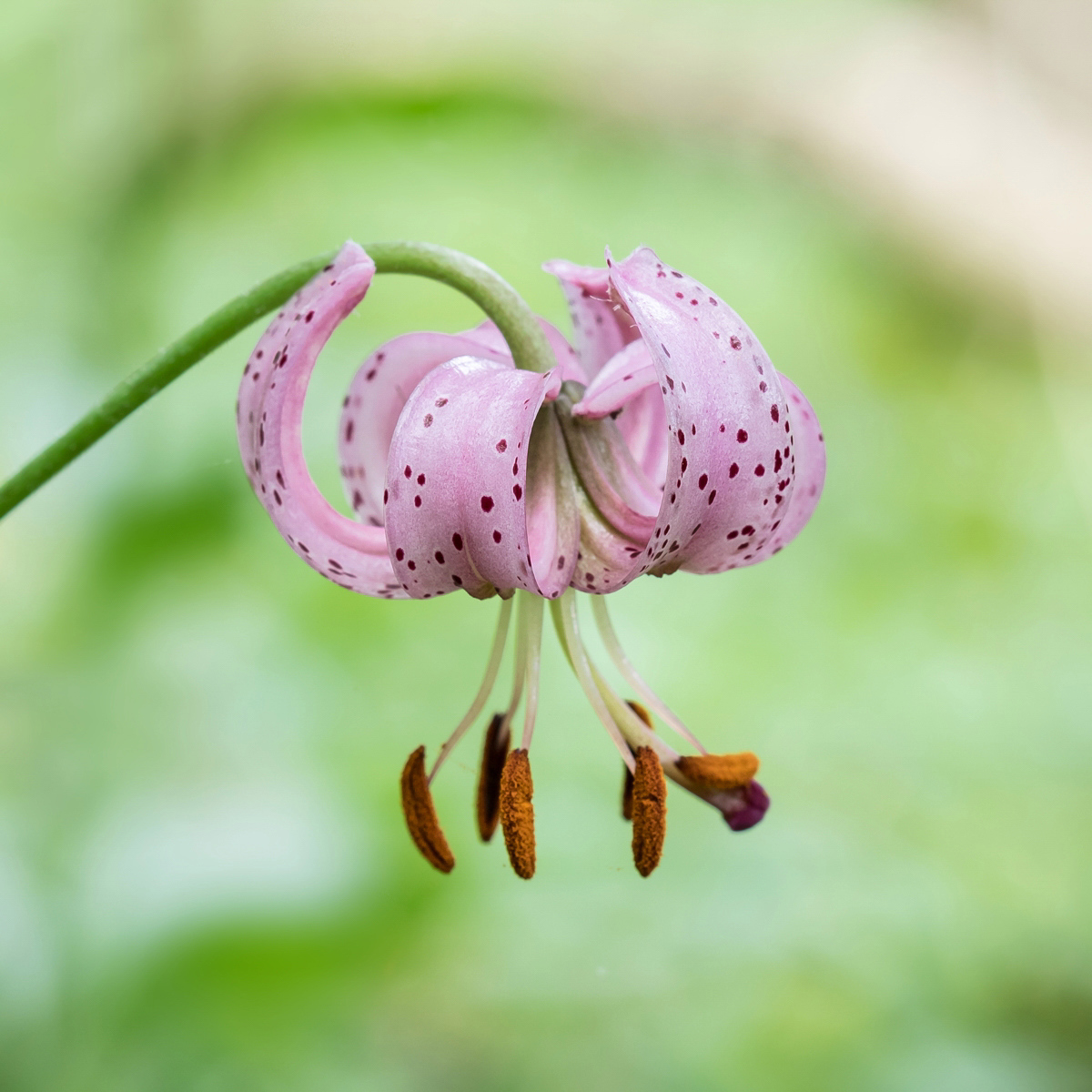 Lilium martagon; Liliaceae (2).jpg