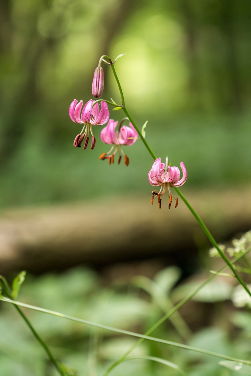 Lilium martagon; Liliaceae (1).jpg